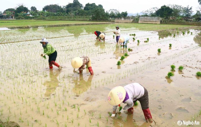 Vụ cấy này, nhằm giúp nhau cấy lúa, một số hộ đã lập nhóm đổi công, còn phần lớn bà con nông dân đều phải thuê người cấy cho kịp thời vụ. Ảnh: Huy Thư