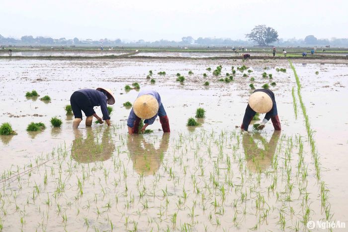 Phần lớn các thợ cấy đều cố gắng đi sớm về muộn để lấy trọn ngày công. Một số phụ nữ đi chợ xong mới tìm được ruộng cấy. Chị Nguyễn Thị Lan quê ở xã Thanh Phong đi cấy thuê ở xã Đồng Văn (Thanh Chương) cho hay: Gần một tuần nay, chị theo người làng đi cấy thuê. Chị em trong xóm đều đi cấy thuê cả nên khá vui. Ảnh: Huy Thư