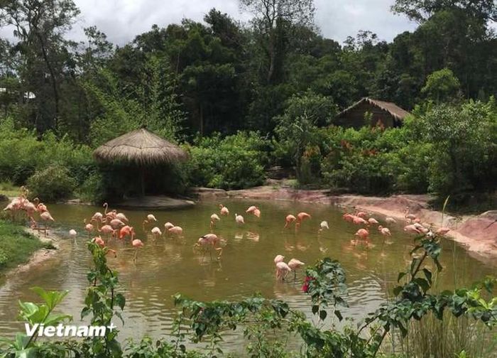Một góc trong Vinpearl Safari Phú Quốc. (Ảnh: Vietnam+)