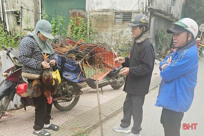  Nhu cầu mua gà cúng tăng cao nên dịp này, các xe bán gà lưu động cũng xuất hiện nhiều hơn ngày thường. Gà có hình thức đẹp với lông mượt, đỏ, đuôi dài, mào to được người tiêu dùng ưa chuộng. 