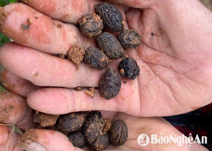Hạt đào được nông dân ươm để lấy giống đào phai. Ảnh: Văn Trường