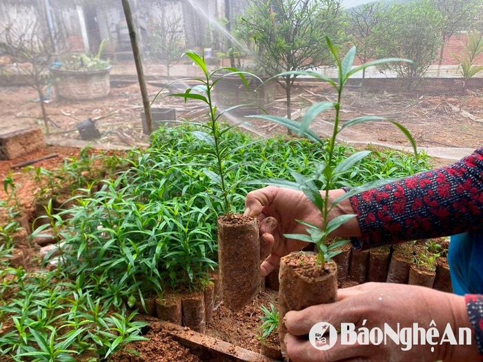 Giống đào được ươm ngay trong vườn đưa ra trồng. Ảnh: Văn Trường