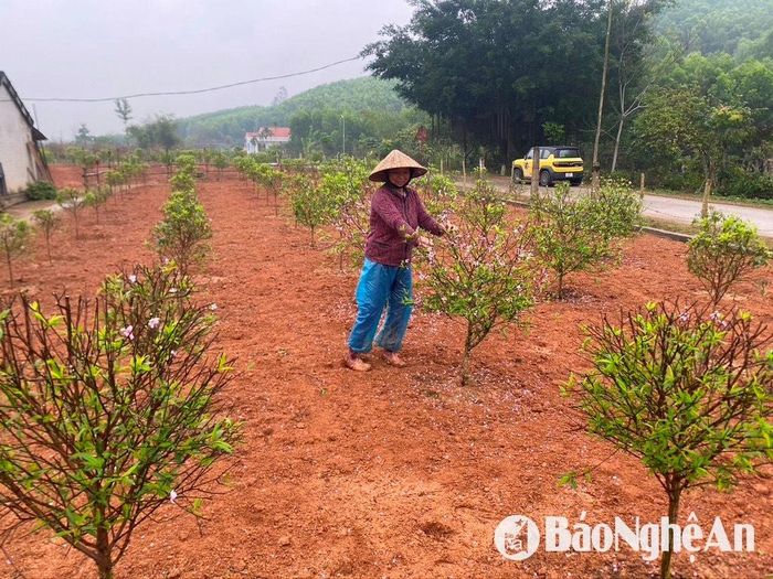 Nông dân chăm sóc vườn đào phai sau Tết ở xã Kim Thành. Ảnh: Văn Trường