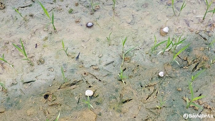 Đối tượng ốc bươu vàng xuất hiện nhiều trên đồng ruộng. Ảnh: Phú Hương