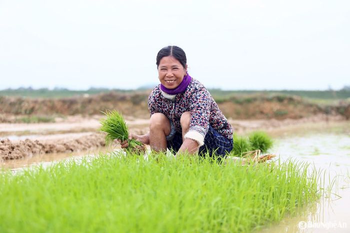Nông dân nhổ mạ dặm những diện tích lúa gieo thẳng bị mất mật độ. Ảnh: Phú Hương