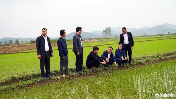 Lãnh đạo tỉnh kiểm tra sản xuất lúa vụ Xuân tại huyện Anh Sơn. Ảnh: Phú Hương