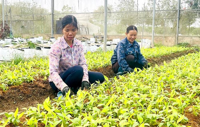 Công nhân Công ty TNHH thương mại và dịch vụ Biển Xanh, xã Vĩnh Chân, huyện Hạ Hòa tập trung chăm sóc cây chuối non để xuống giống vụ mới.