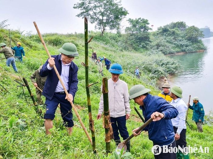 Trồng tre chống sạt lở ven sông Lam.