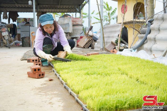 Thành viên HTX Dịch vụ nông nghiệp Quang Huy kiểm tra chất lượng mạ trước ngày gieo cấy.