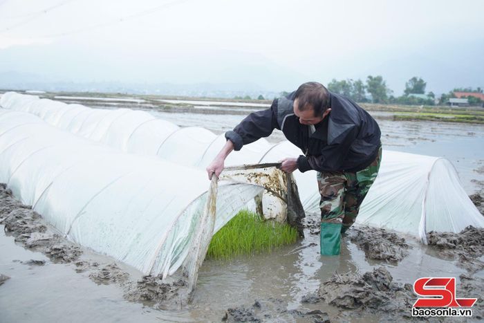 Nông dân tiểu khu Chiềng Thượng, thị trấn Quang Huy kiểm tra mạ.
