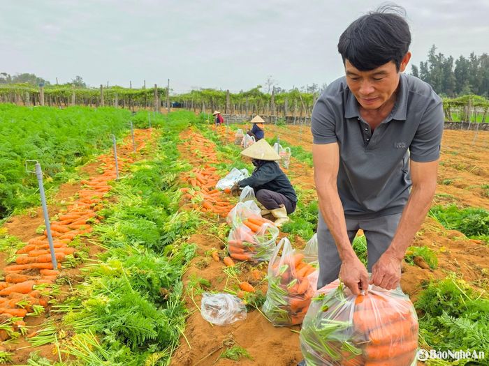Gia đình anh Hồ Văn Tình ở xóm 5, xã Quỳnh Liên năm nay trồng 6 sào cà rốt. Anh Tình cho biết, năm nay cà rốt được mùa, cho năng suất cao, đạt khoảng 55 tạ/ha. Đến thời điểm ngày 13/2/2025, sau hơn 3 tháng trồng, gia đình anh Tình đã thu hoạch xong 4 sào, hiện vẫn còn 2 sào đang thu hoạch. Song từ sau Tết Nguyên đán Ất Tỵ giá cà rốt giảm mạnh, từ 12 ngàn đồng/kg xuống còn 500 đồng/kg. Ảnh: HT