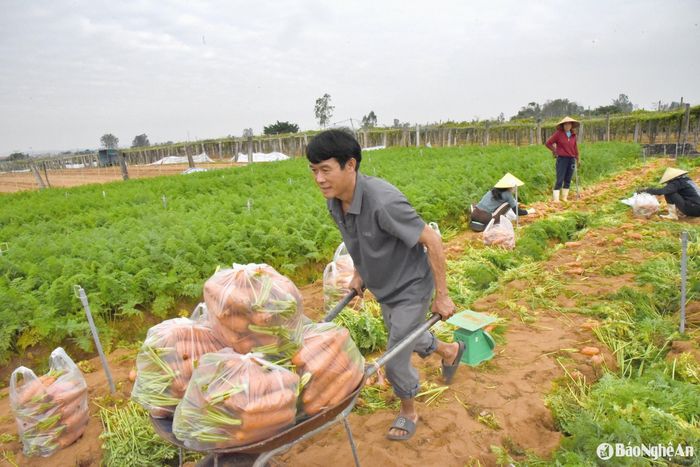 Cà rốt được đóng gói tại ruộng với trọng lượng 10kg/bao. Ảnh: HT