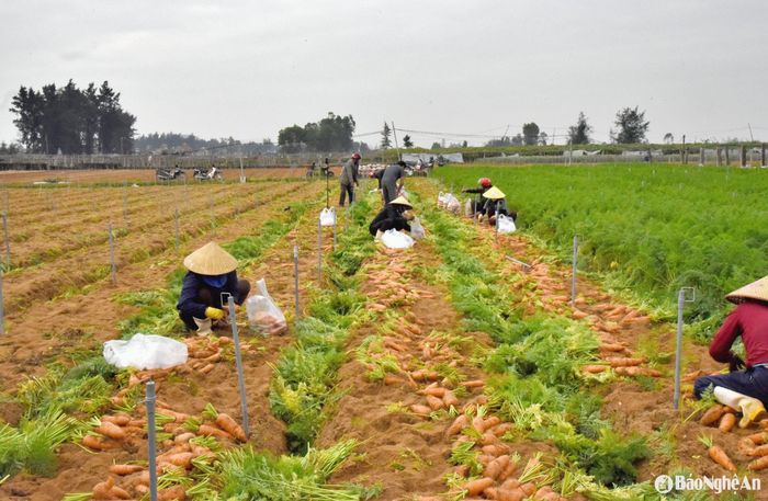 Ông Nguyễn Văn Thuyết, công chức địa chính - nông nghiệp UBND xã Quỳnh Liên cho biết, trên địa bàn xã có 5 xóm chủ yếu sản xuất nông nghiệp, trồng rau, củ, quả theo mùa. Trong đó, các xóm trồng khoảng 120 ha cà rốt, cho năng suất từ 50 - 60 tấn/ha. Ảnh: HT