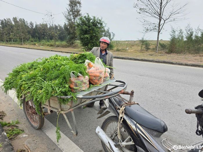 Người dân chỉ chọn củ đẹp để nhập cho thương lái, loại bỏ củ bị nứt, củ có hình dáng không đẹp và bán với giá 100 - 200 đồng/kg cho các hộ chăn nuôi hươu. Lá được dùng làm phân bón, làm thức ăn cho trâu, bò. Ảnh: HT