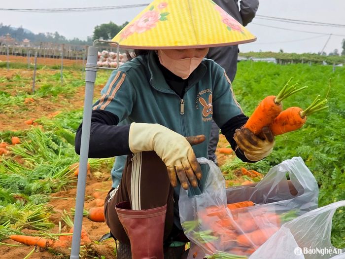 Cũng thời điểm này, cà rốt đã bước vào giai đoạn “quá lứa” nên các hộ dân ở xã Quỳnh Liên phải gấp rút thu hoạch, thuê thêm người nhổ và đóng bao chờ thương lái thu mua. Ảnh: HT