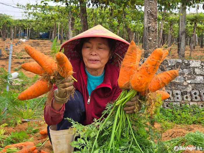 Người trồng cà rốt cho biết, do quá lứa thu hoạch củ to “quá khổ” (khoảng 2-3 củ/kg) nên khó bán, vì thương lái chỉ thu mua củ có trọng lượng trung bình. Các công ty, siêu thị cũng chỉ nhập cà rốt có kịch thước đều nhau với khoảng 4-6 củ/kg. Ảnh: HT