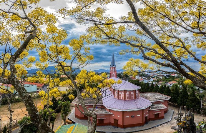Mùa hoa phượng vàng ở Bảo Lộc.