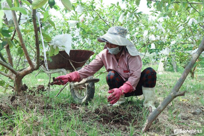 Nông dân huyện Quỳnh Lưu bón phân cho cây ổi lê Đài Loan. Ảnh: T.P