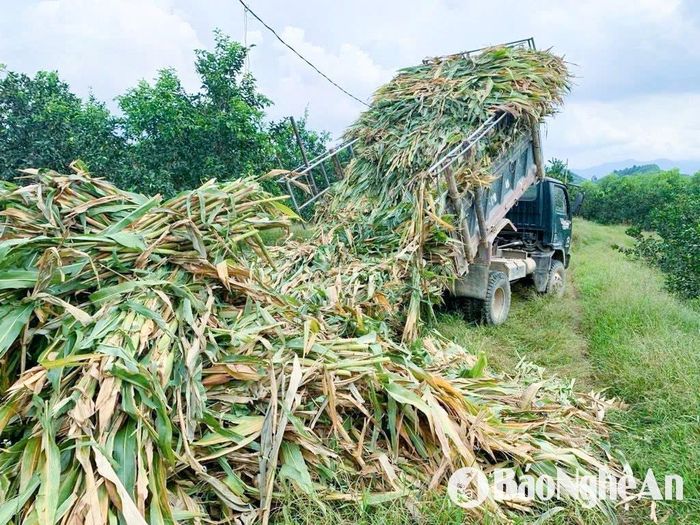 Chuẩn bị cây ngô để tủ gốc, giữ ẩm cho cam, bưởi. Ảnh: T.P