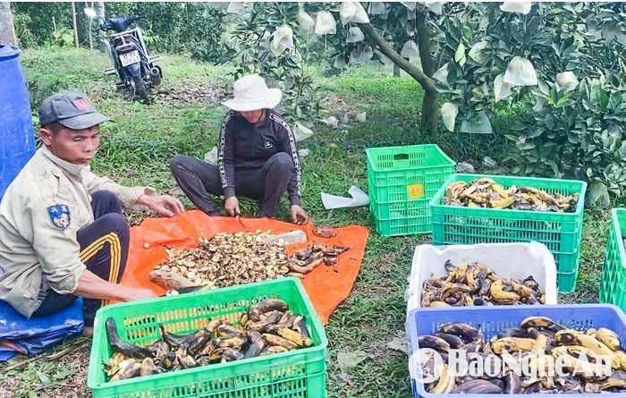 Ủ chuối tạo chế phẩm kali để bón cho cam. Ảnh: T.P