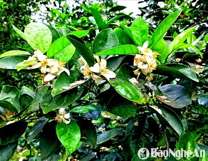 Cam đang thời kỳ ra lộc, đơm hoa. Ảnh: T.P