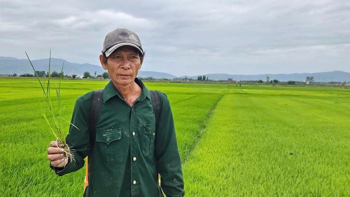 Ông Ksor Điah (tổ dân phố 9, phường Đoàn Kết, thị xã Ayun Pa) xót xa nhìn cây lúa của gia đình bị nghẹt rễ và vàng lá sinh lý do thời tiết lạnh kéo dài. Ảnh: Vũ Chi