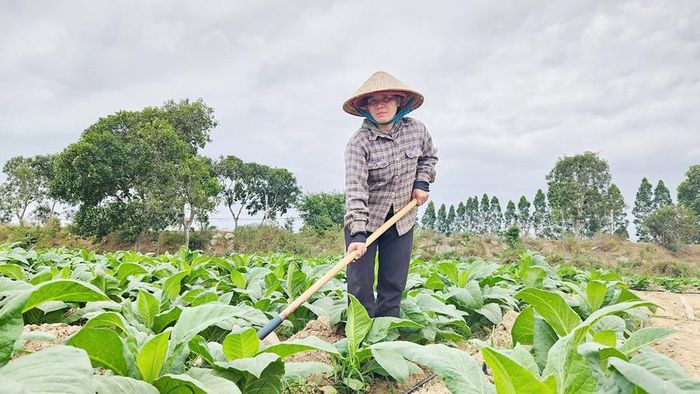 Chị Nay H’Buen (buôn Jứ, xã Ia Broắi, huyện Ia Pa) bón thêm phân NPK giúp cây thuốc lá phát triển trong điều kiện thời tiết bất lợi. Ảnh: N.D