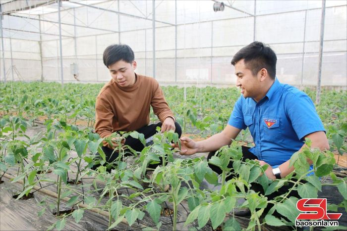 Mô hình trồng cà chua trong nhà lưới của HTX thanh niên Mộc Châu.