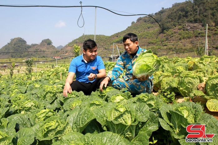 HTX thanh niên Mộc Châu trồng rau cung ứng cho công ty TNHH IC Food Sơn La.
