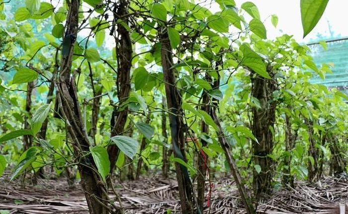 Trầu không được mệnh danh là loại cây trồng một lần, thu hoạch cả đời. Tuy nhiên loài cây này cũng "khó tính".