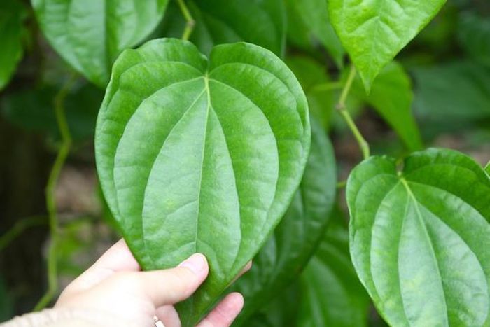 Lúc thu hoạch, người trồng sẽ chọn hái những lá to, dày, đẹp, mặt nhẵn bóng không tì vết để phục vụ nhu cầu cúng bái.