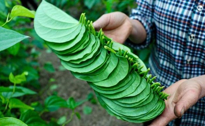 Trầu thường được bán thành từng xấp khoảng 50 lá.