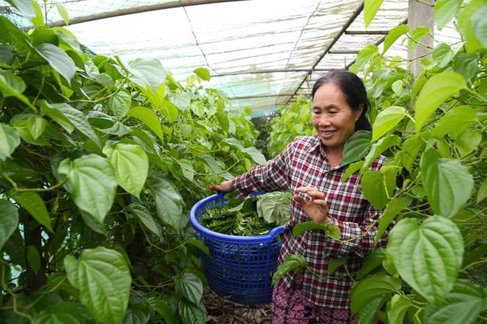 Theo lãnh đạo xã Nghi Ân, đây là loại cây mang lại cho người dân nơi đây một nguồn thu nhập ổn định, cũng như giải quyết được công ăn việc làm cho lao động trong xã. Cây trầu không không chỉ giúp người dân nơi đây có thu nhập ổn định mà còn trở nên khấm khá. Hiện nhiều hộ dân cũng đã đầu tư làm nhà lưới, hệ thống tưới hiện đại để trồng loại cây này.
