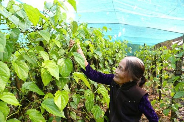 Những lá nhỏ, xấu hơn được nhập để làm trầu ăn hoặc bán cho các cơ sở chiết xuất tinh dầu.