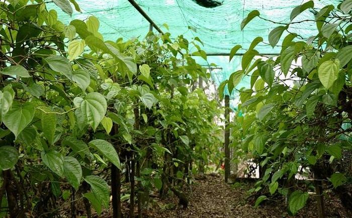 Những vườn trầu xanh mướt ở Nghi Ân cho thu hoạch quanh năm.