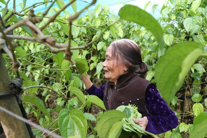 Trầu ở Nghi Ân được thương lái gần xa ưa chuộng và luôn tìm đến tận vườn thu mua.