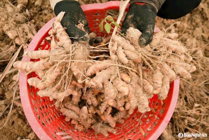 Nghệ năm nay được mùa, năng suất ước đạt 1,5 tấn/sào. Ảnh: T.P