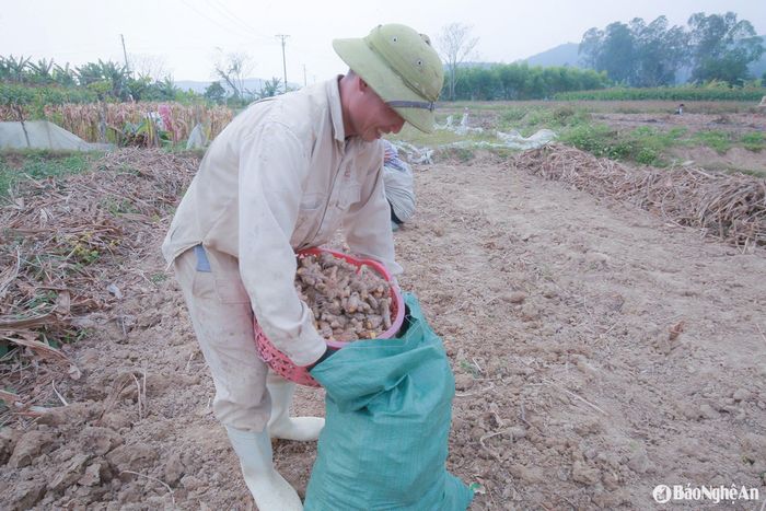 Nông dân phấn khởi bám đồng thu hoạch nghệ. Ảnh: T.P