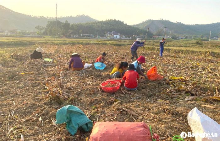 Nghệ được trồng từ đầu năm trước và thu hoạch vào đầu năm sau. Rộ vụ từ tháng Giêng đến tháng Hai âm lịch hàng năm. Ảnh: T.P