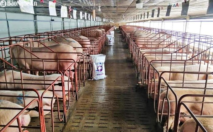 Giá lợn hơi ở Nghệ An đang lập đỉnh với mức 70.000-72.000 đồng/kg. Ảnh: T.P