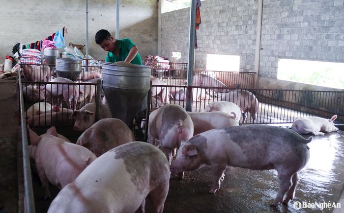 Giá lợn thịt bắt đầu tăng vào những tháng cuối năm 2024 và tăng mạnh ngay sau Tết Nguyên đán. Tuy nhiên, theo dự báo, mức giá cao sẽ không duy trì được lâu. Ảnh: T.P
