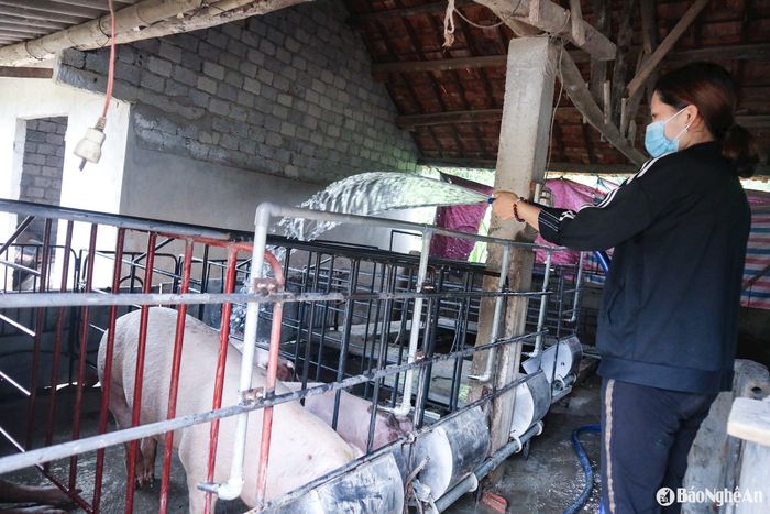 Giá lợn hơi tăng cao, người chăn nuôi có lãi khá. Ảnh: T.P