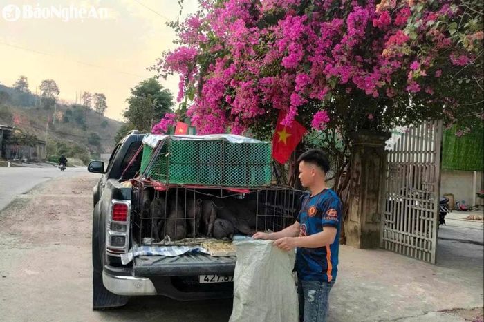 Các thương lái kinh doanh lợn giống cho biết, không chỉ giá cao mà con giống còn khan hiếm. Ảnh: T.P