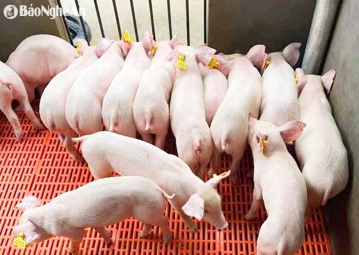Giá lợn giống đắt đỏ, tăng thêm từ 300.000 -1 triệu đồng/con so với cùng kỳ năm ngoái. Ảnh: T.P