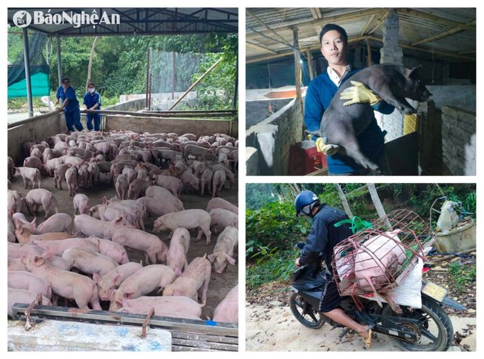 Hiện lượng lợn giống mới chỉ đáp ứng được khoảng 60% nhu cầu của người dân. Ảnh: T.P