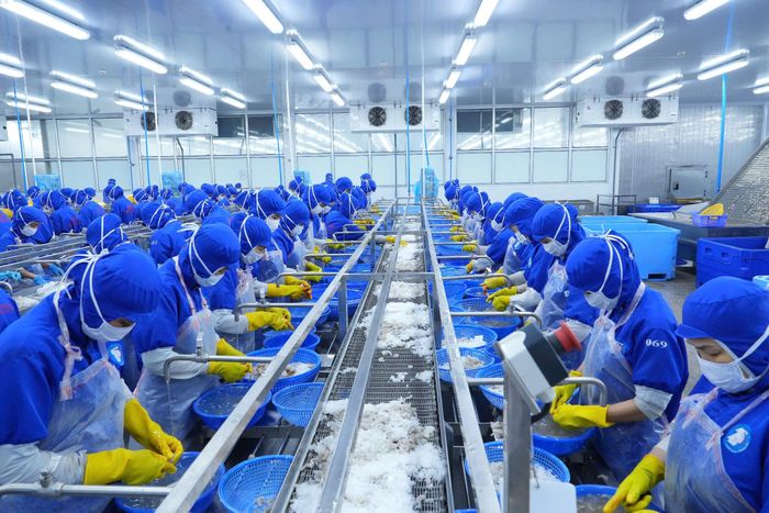 Sản xuất tại Công ty CP Thủy sản và Thương mại Thuận Phước. Ảnh: LAM PHƯƠNG
