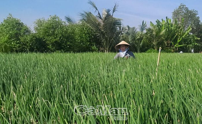 Bà Nguyễn Kim Hợp tranh thủ thu hoạch vườn hành để trồng vụ mới.
