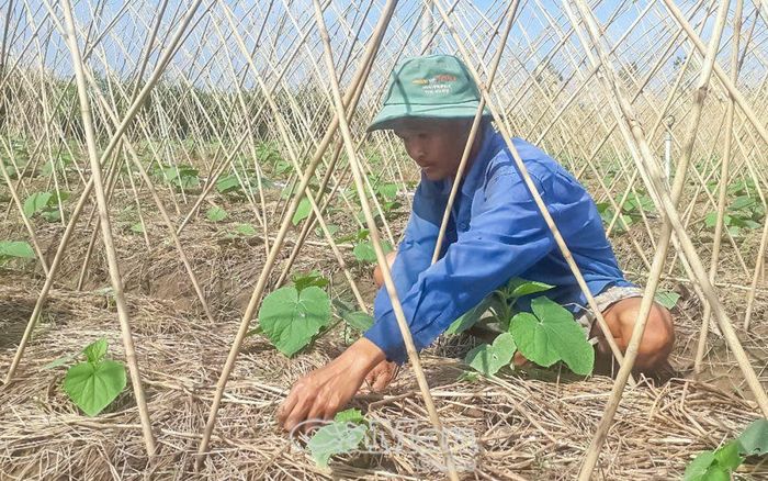 Ông Huỳnh Thư chăm sóc vụ màu sau Tết, hy vọng năng suất cao.