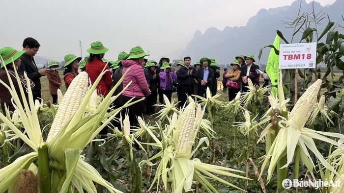 Giống ngô nếp của Tập đoàn ThaiBinh Seed mang tên TBM18 trồng ở tỉnh Hòa Bình. Ảnh: ThaiBinh Seed