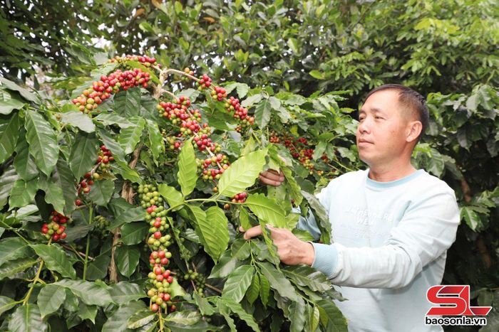 Người dân bản Phiêng Quài Tong Chinh chăm sóc cà phê.